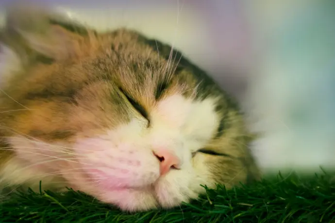 brown and white tabby cat lying on green grass